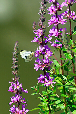 Ein Schmetterling sitzt seitlich an einer lila Blume.