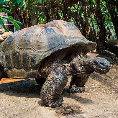 Eine Aldabra-Riesenschildkröte im Tierpark Hellabrunn im Schildkrötenhaus.