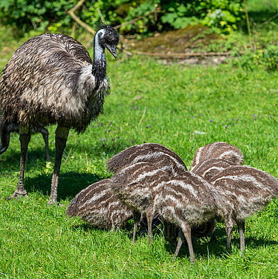 Ein Emu steht vor seinen fünf Jungtieren. Die Tiere befinden sich auf einer grünen Wiese.