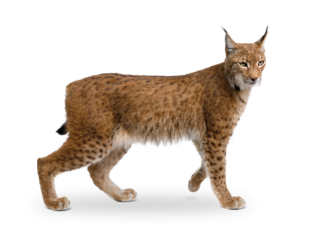The picture shows a walking Eurasian Lynx.